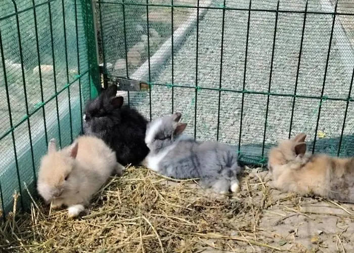 Taram De Poveste Corbu (Constanta)