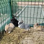 Taram De Poveste Корбу